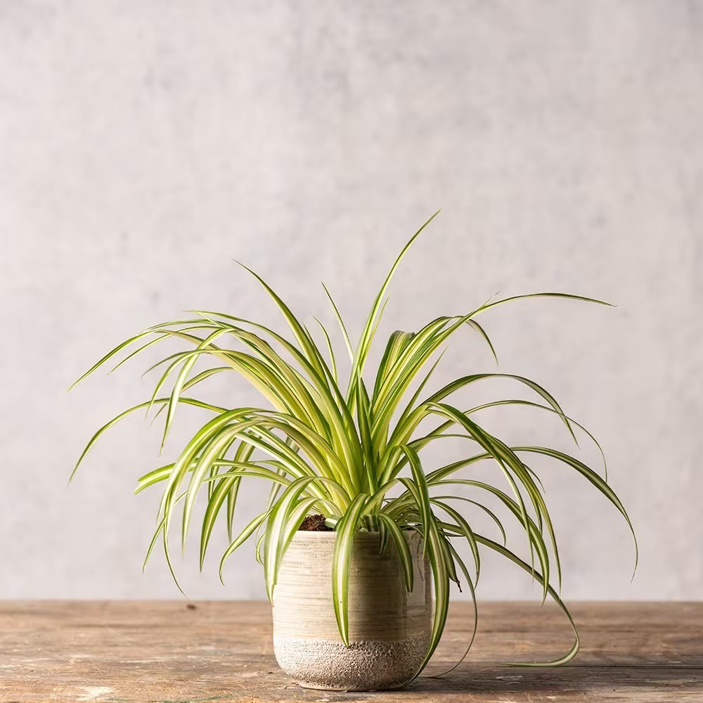 <i>Chlorophytum comosum</i> 'Variegatum'
