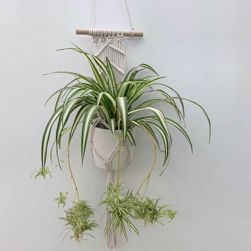 <i>Chlorophytum comosum</i> 'Variegatum'