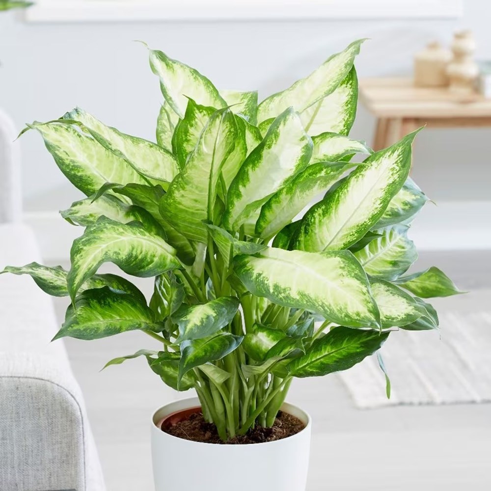 <i>Dieffenbachia</i> 'Camille'
