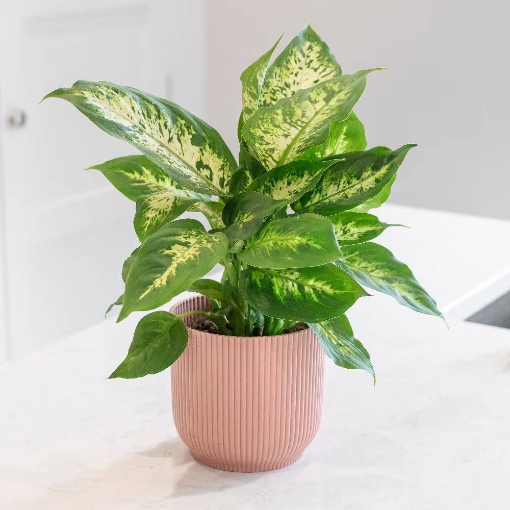 <i>Dieffenbachia</i> 'Camille'