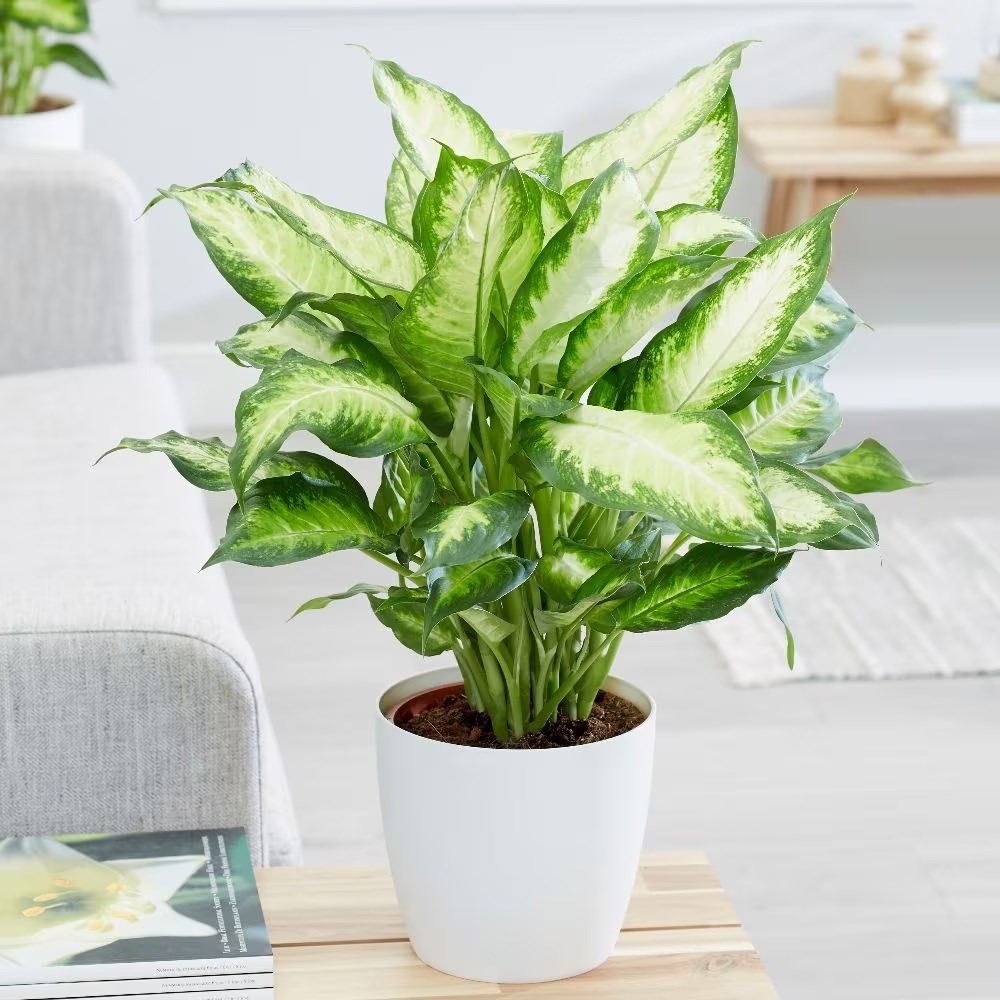 <i>Dieffenbachia</i> 'Camille'