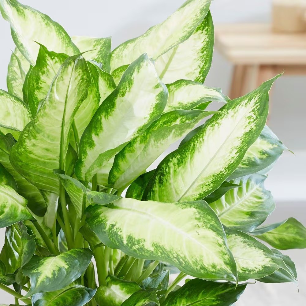 <i>Dieffenbachia</i> 'Camille'