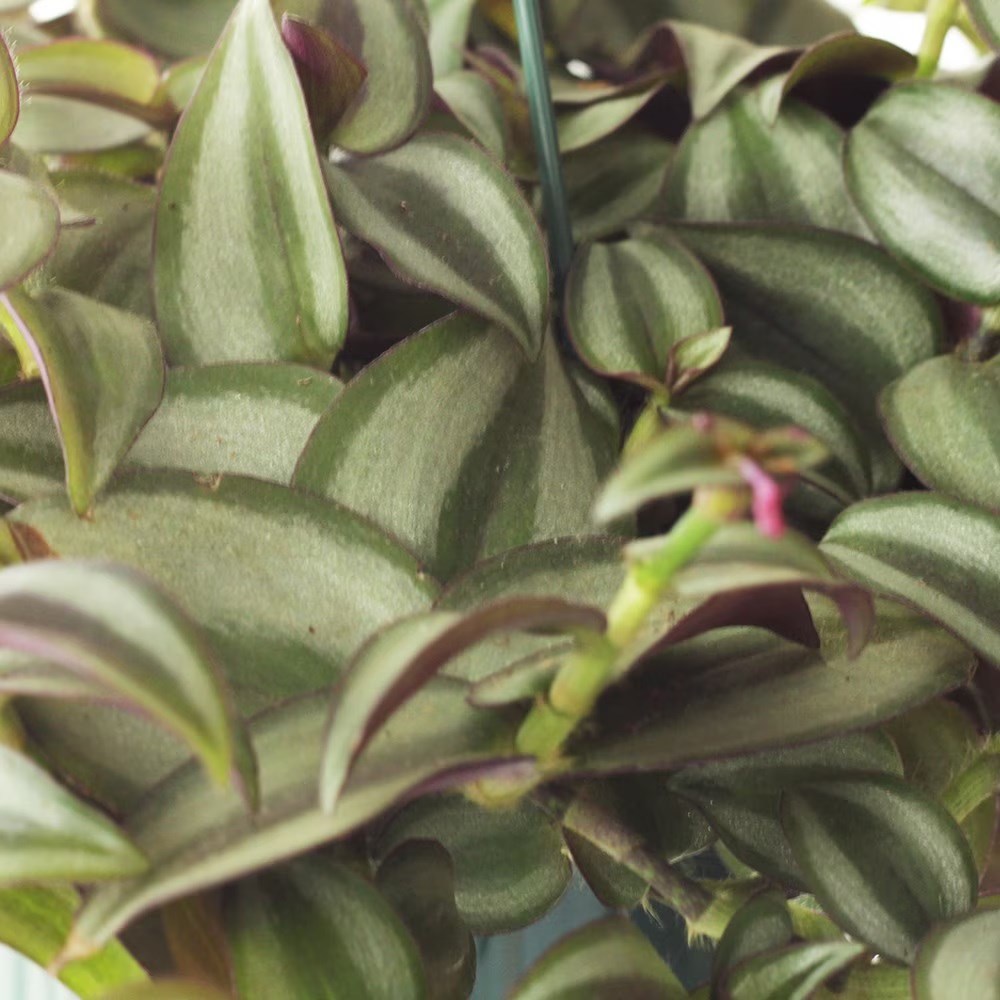 <i>Tradescantia zebrina</i> 