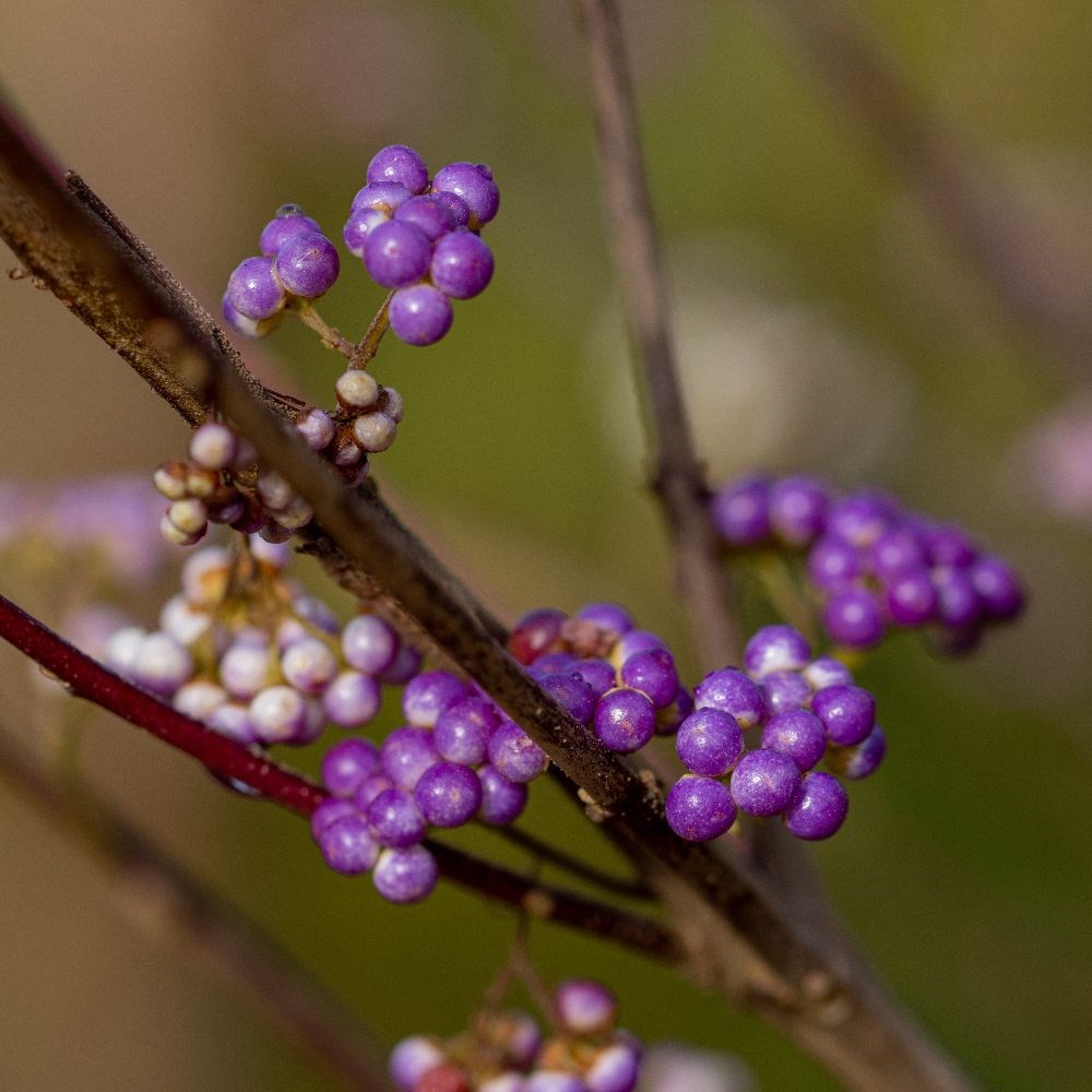<i>Callicarpa dichotoma</i> 'Issai'