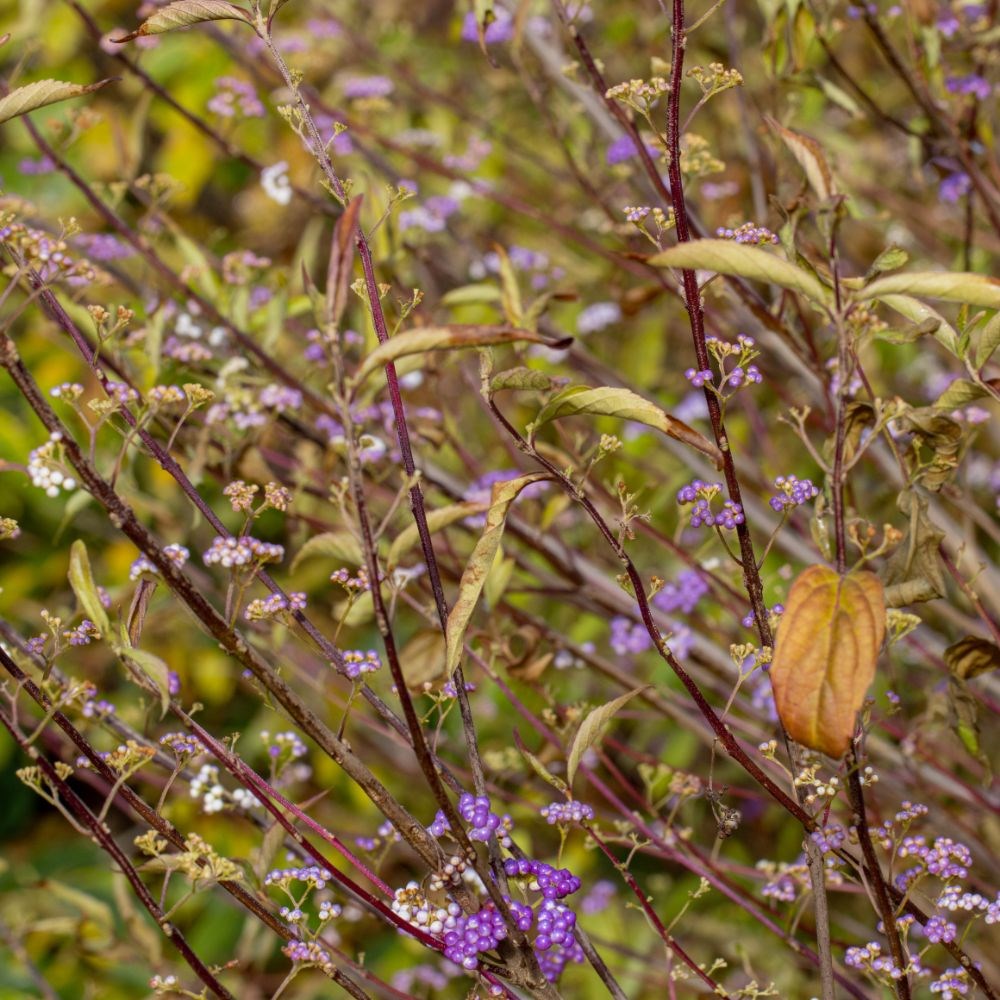 <i>Callicarpa dichotoma</i> 'Issai'