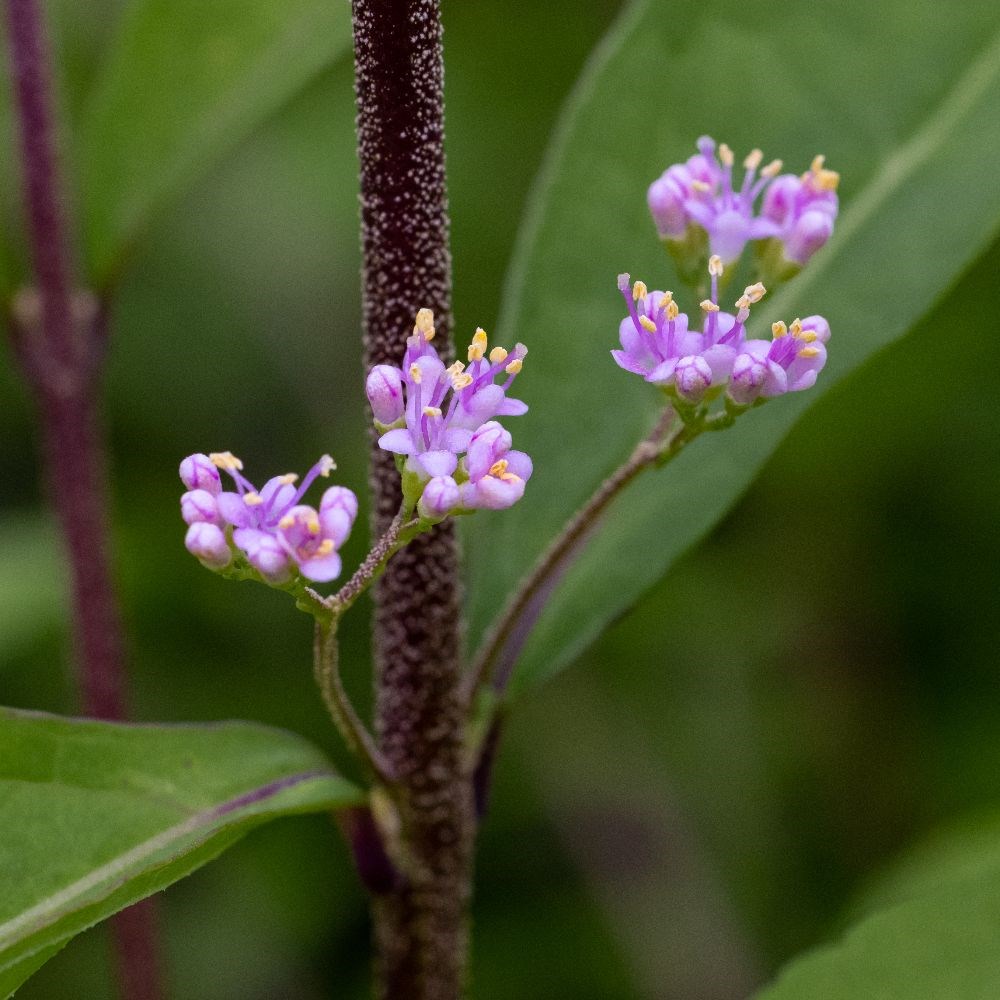 <i>Callicarpa dichotoma</i> 'Issai'