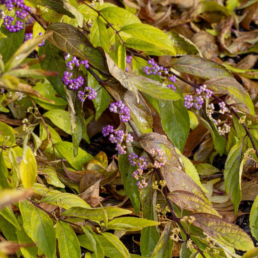 <i>Callicarpa dichotoma</i> 'Issai'