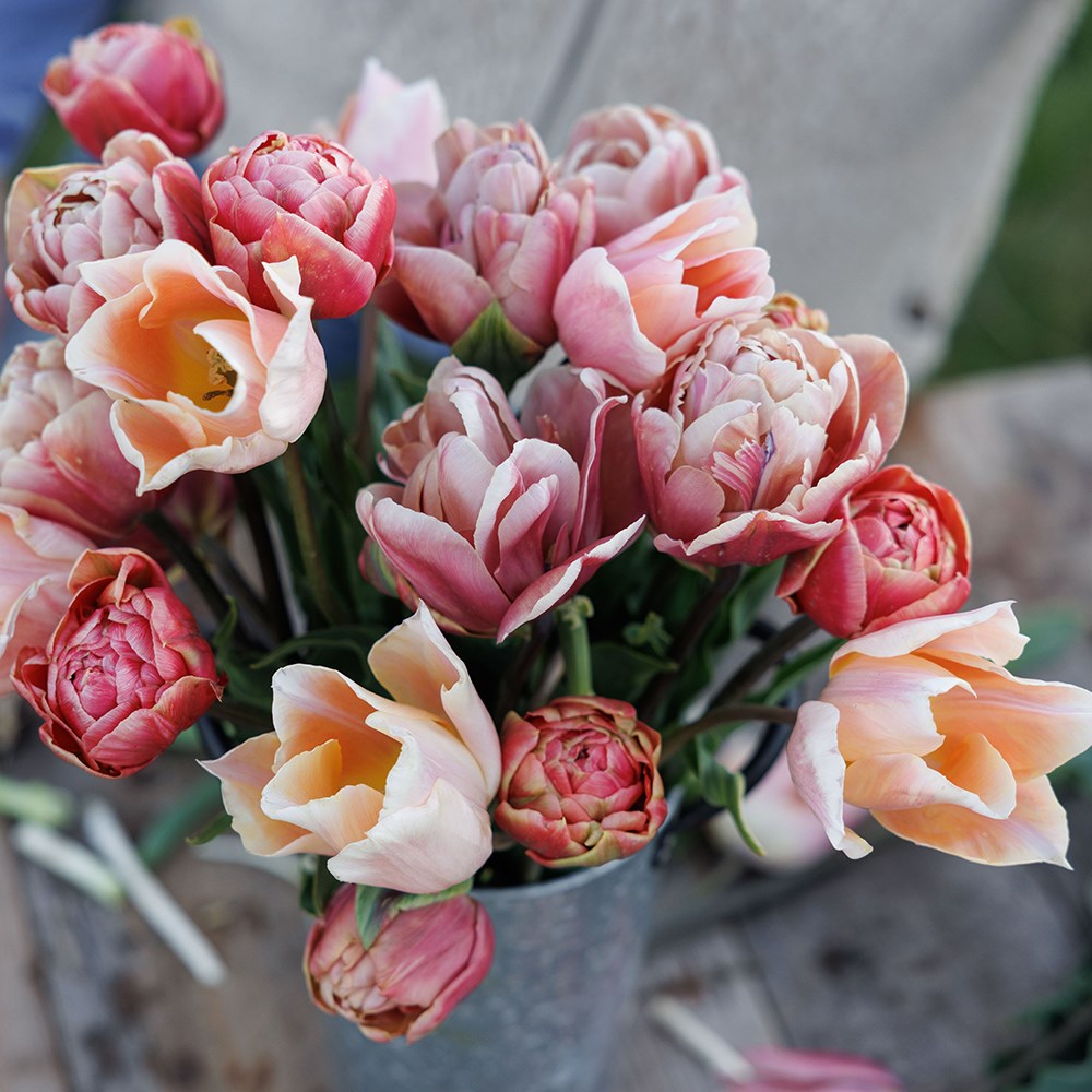 Monet's sunrise tulip collection