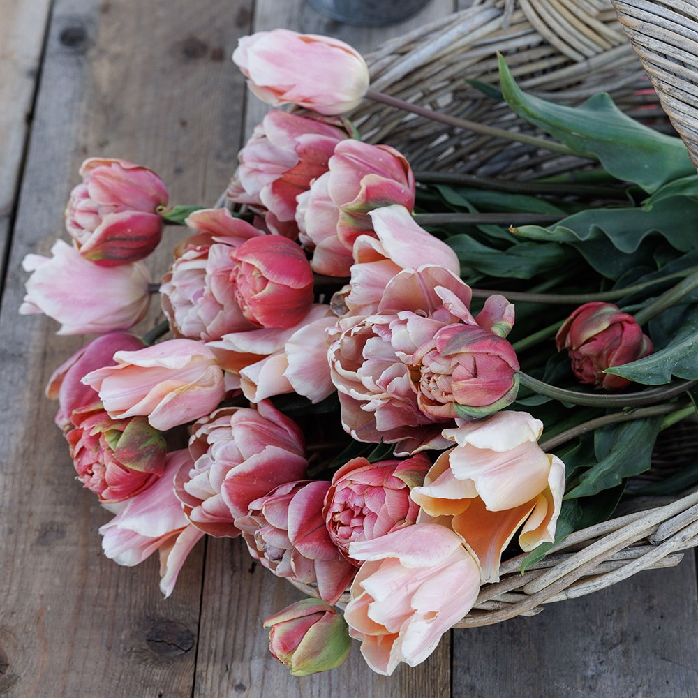 Monet's sunrise tulip collection