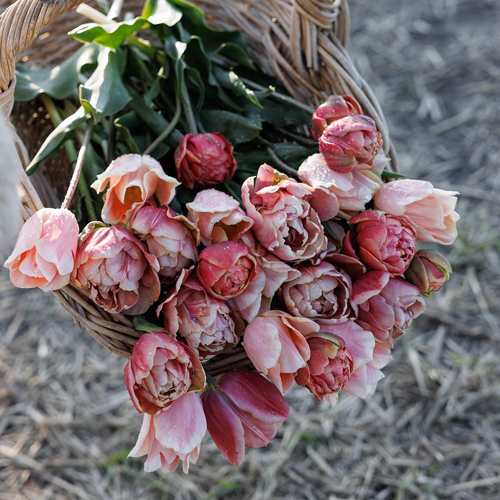 Monet's sunrise tulip collection