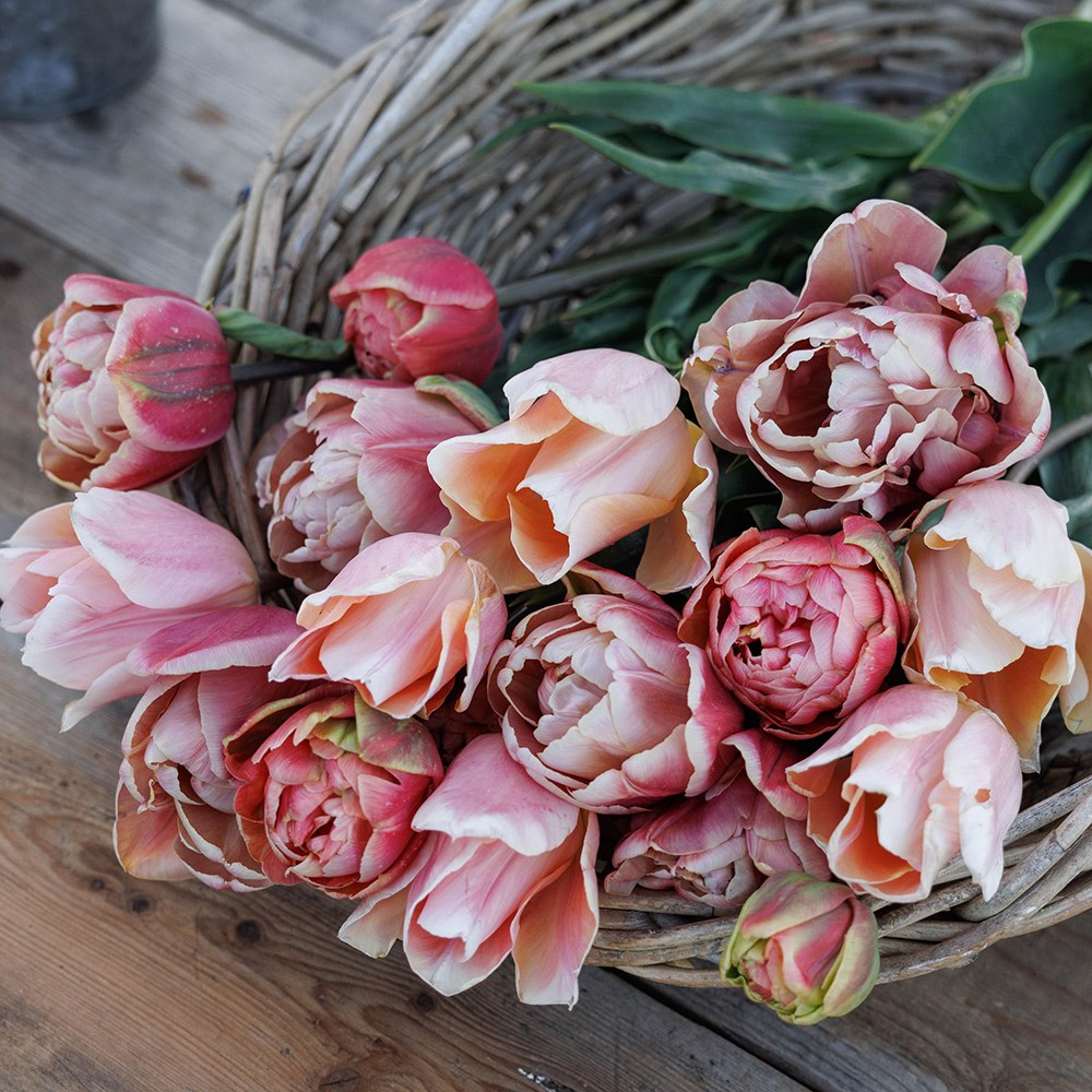 Monet's sunrise tulip collection