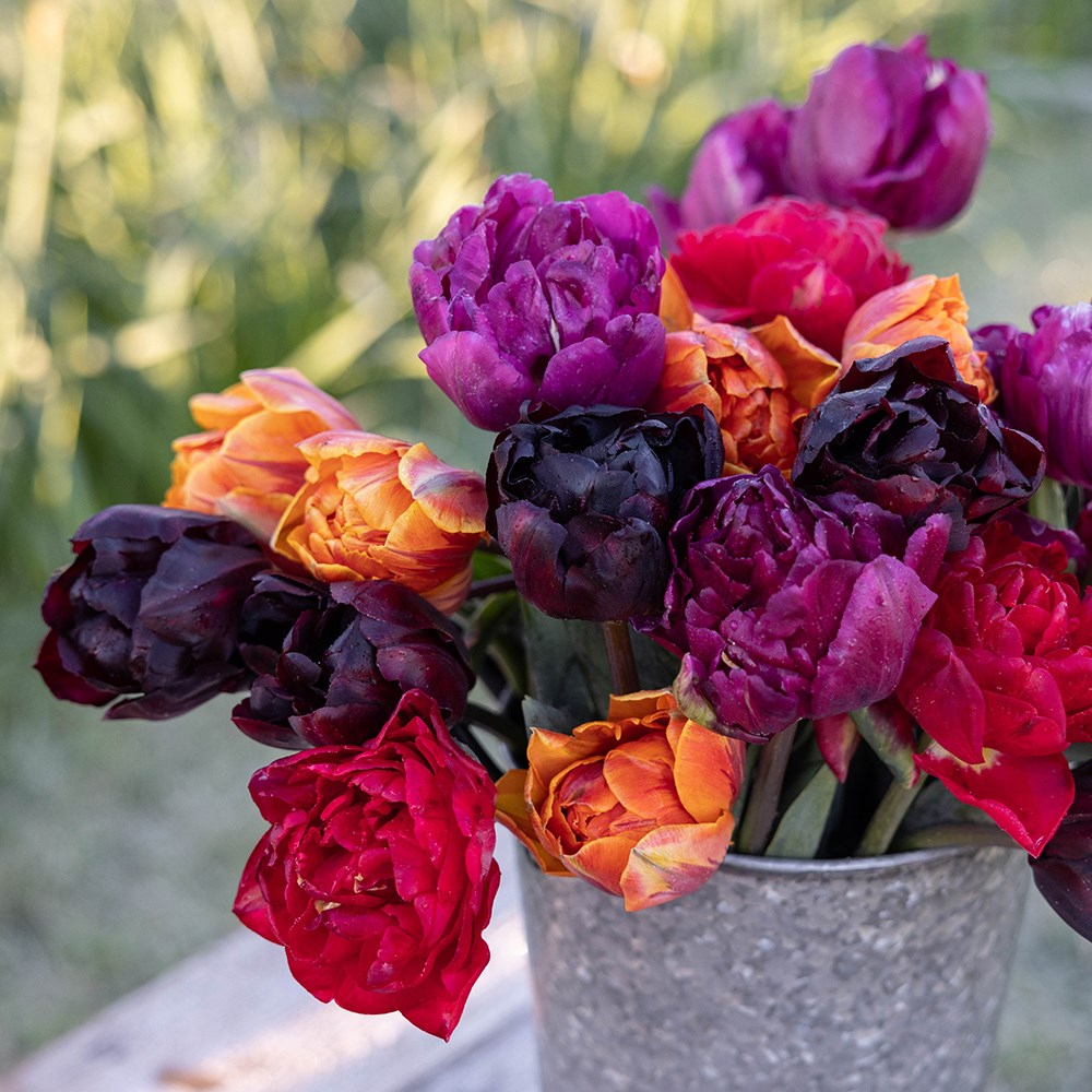 John's double Jewels and orange tulip collection