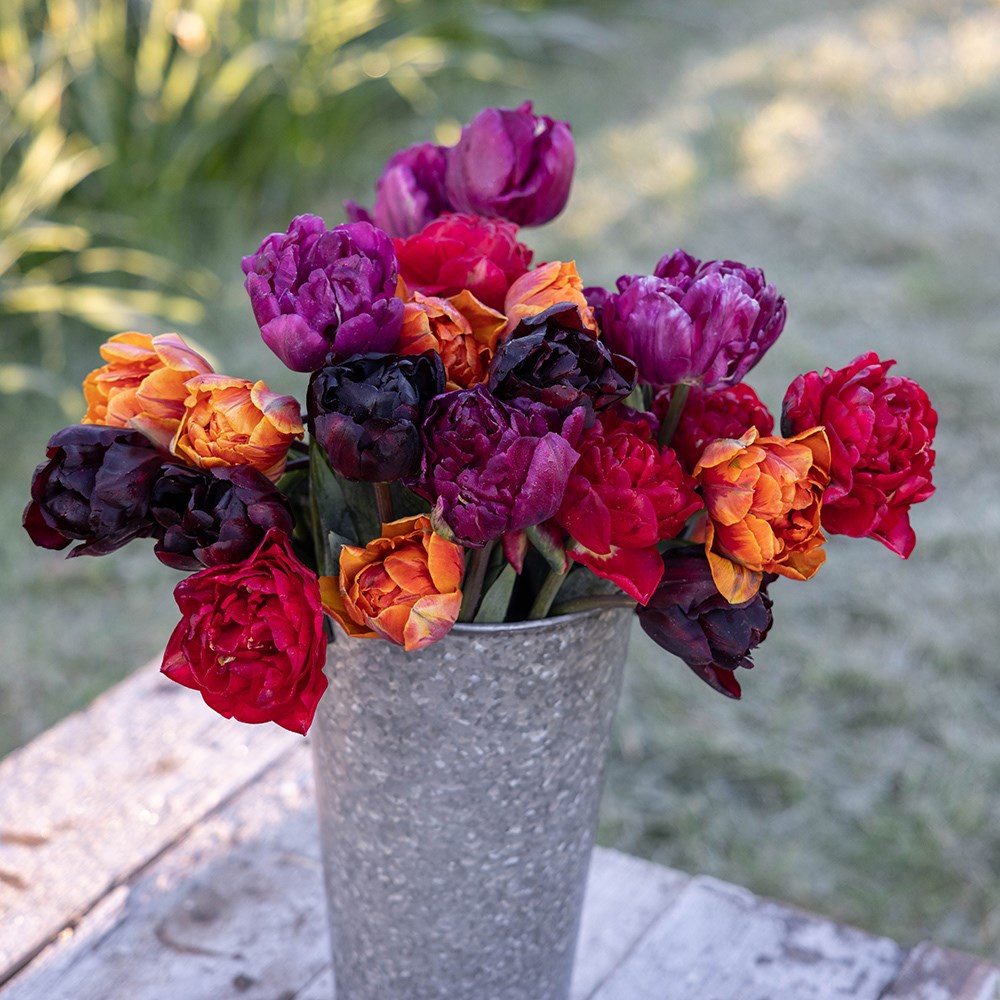 John's double Jewels and orange tulip collection