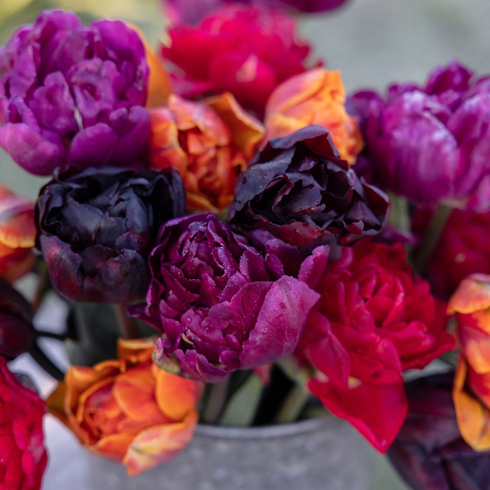 John's double Jewels and orange tulip collection