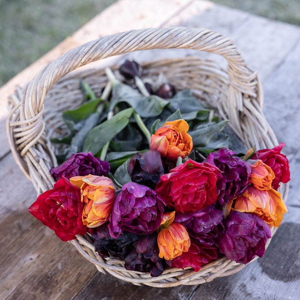 John's double Jewels and orange tulip collection