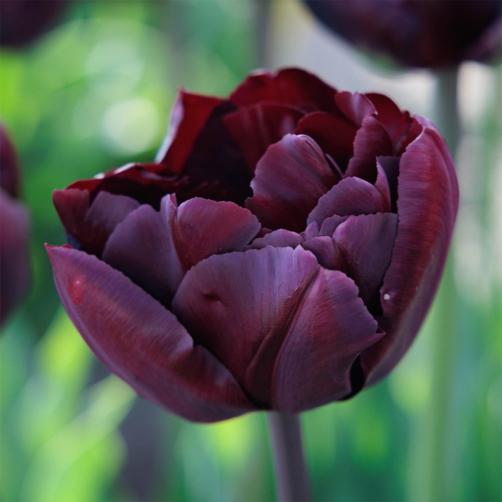 <i>Tulipa</i> 'Palmyra'