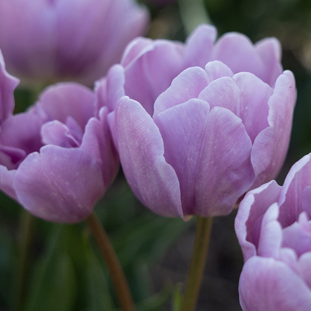 <i>Tulipa</i> 'Kickstart'