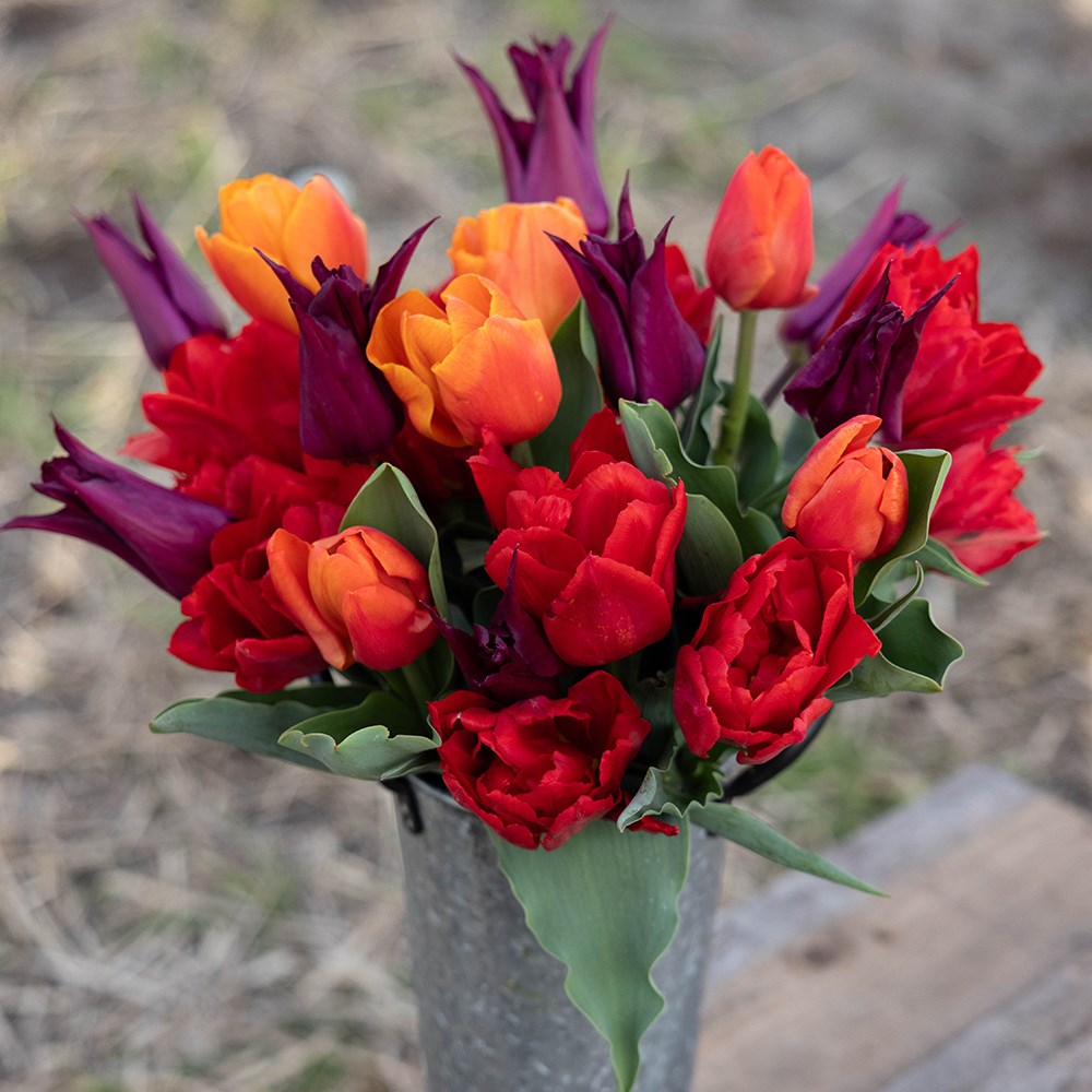 Bold & beautiful tulip collection