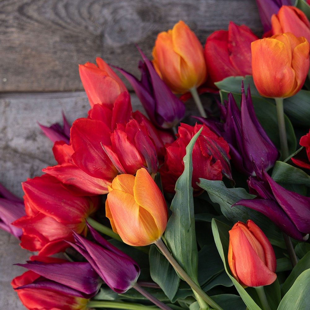 Bold & beautiful tulip collection