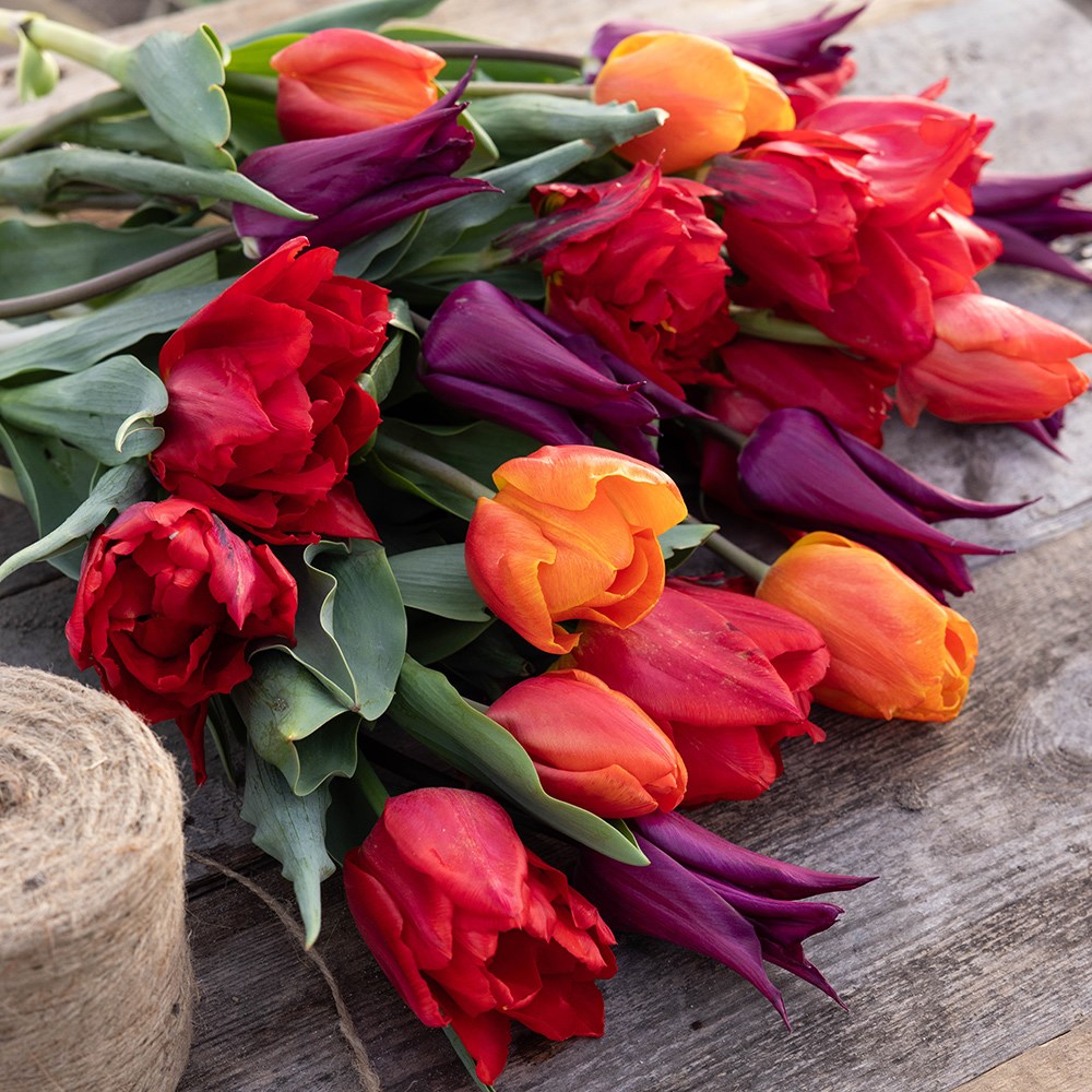Bold & beautiful tulip collection