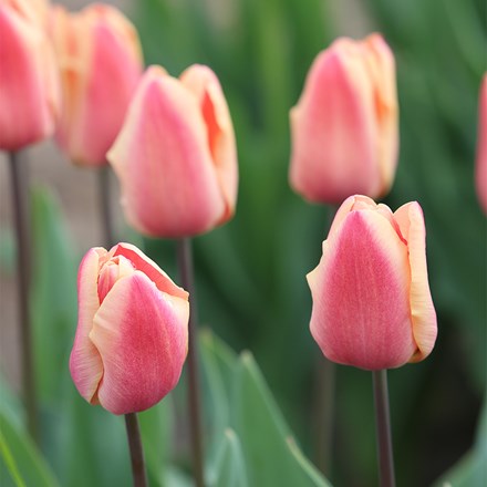 Tulipa Apricot Foxx
