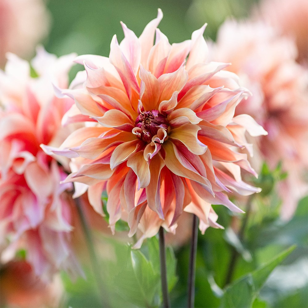 <i>Dahlia</i> 'Labyrinth'