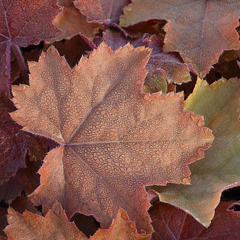 <I>Heuchera</i> <b class=small-caps>Maple Syrup</b> ('Ms2020') (PBR)