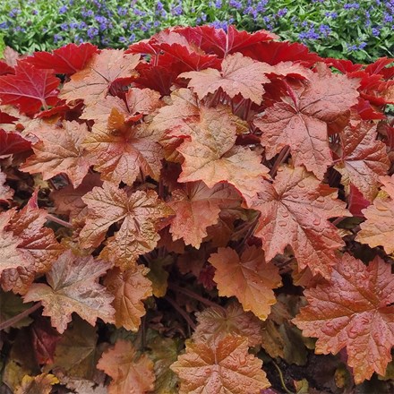 Heuchera Maple Syrup  ('Ms2020') (PBR)