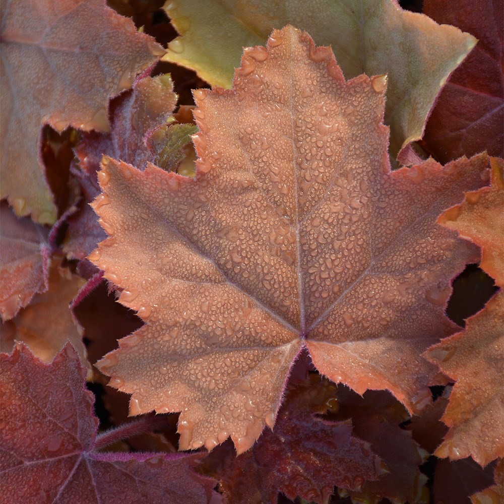 <I>Heuchera</i> <b class=small-caps>Maple Syrup</b> ('Ms2020') (PBR)