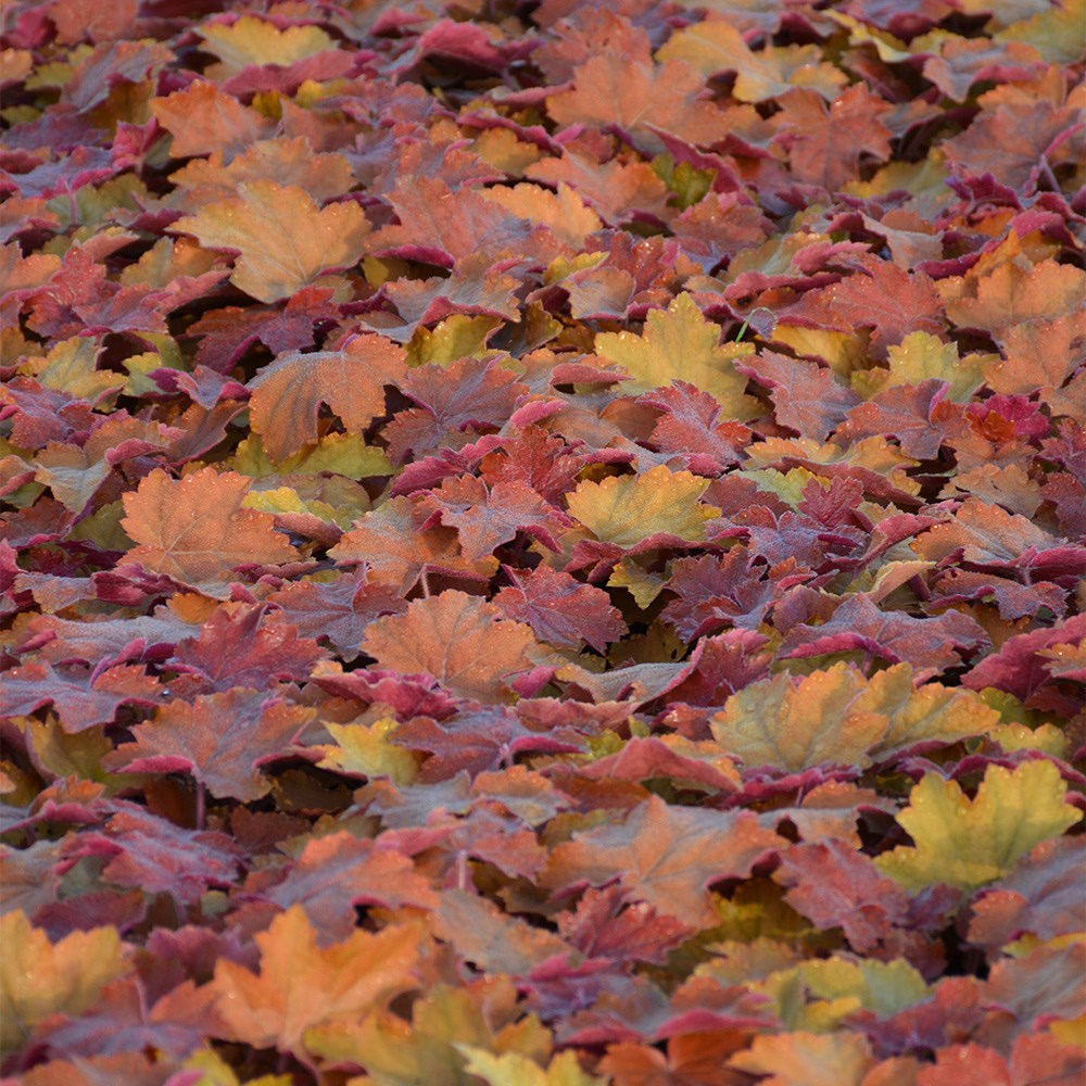 <I>Heuchera</i> <b class=small-caps>Maple Syrup</b> ('Ms2020') (PBR)