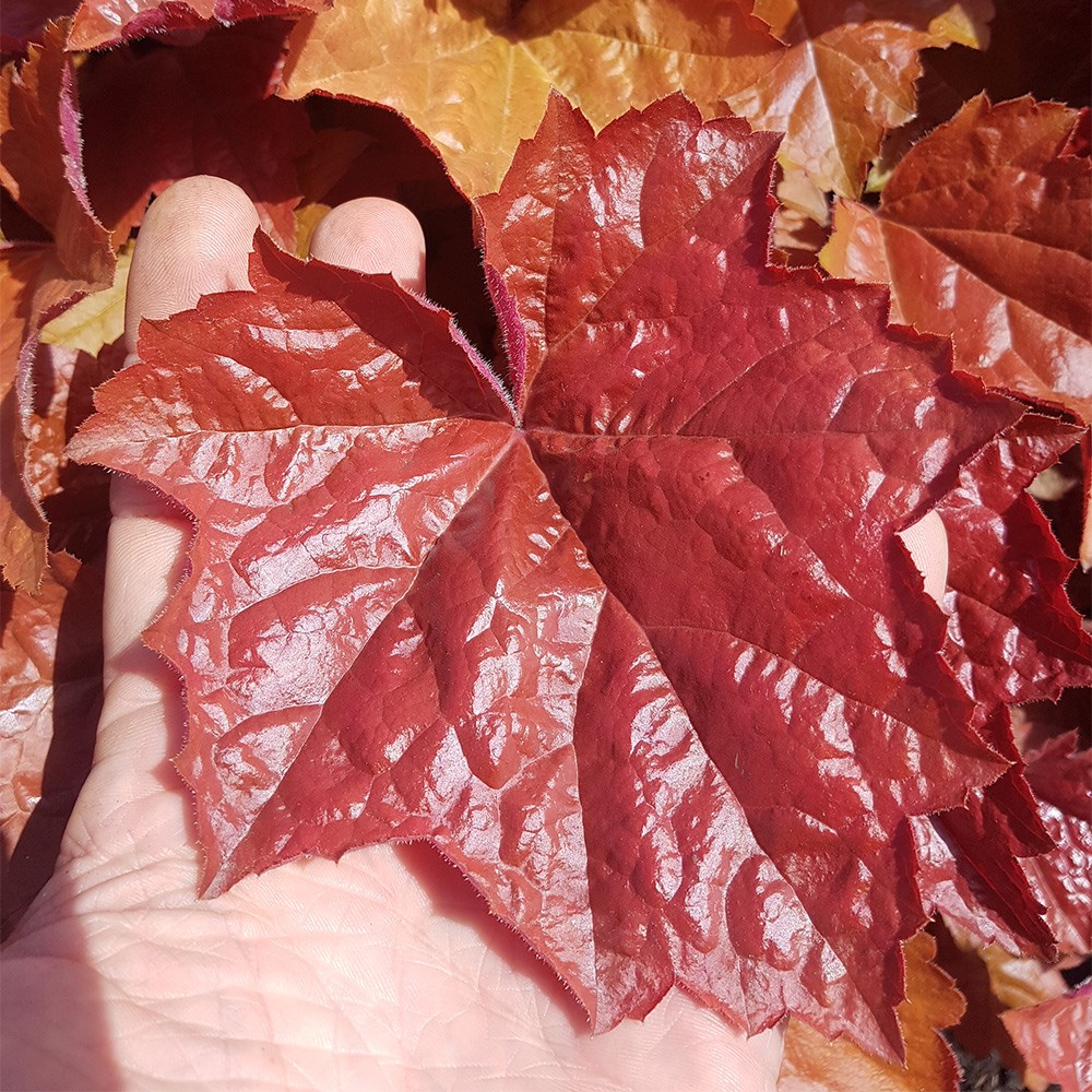 <I>Heuchera</i> <b class=small-caps>Maple Syrup</b> ('Ms2020') (PBR)