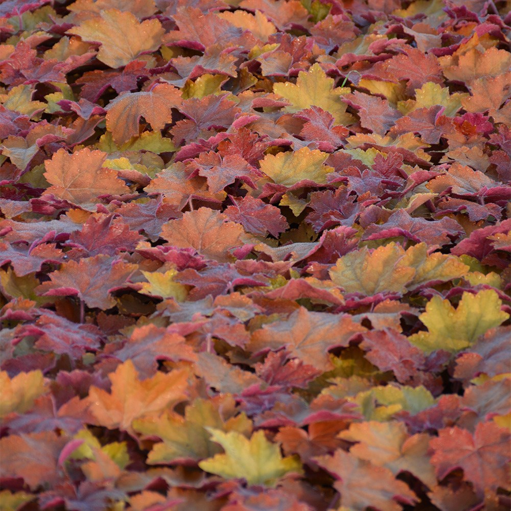 <I>Heuchera</i> <b class=small-caps>Maple Syrup</b> ('Ms2020') (PBR)