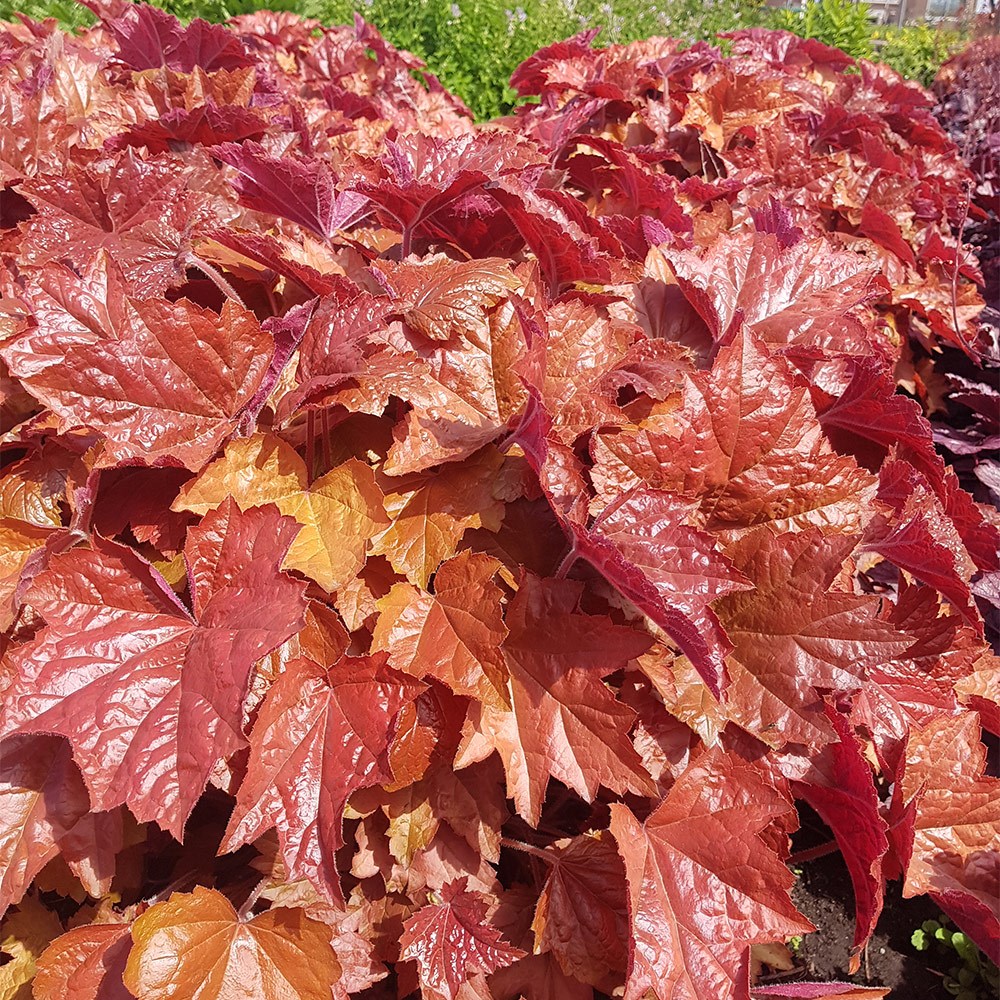 <I>Heuchera</i> <b class=small-caps>Maple Syrup</b> ('Ms2020') (PBR)