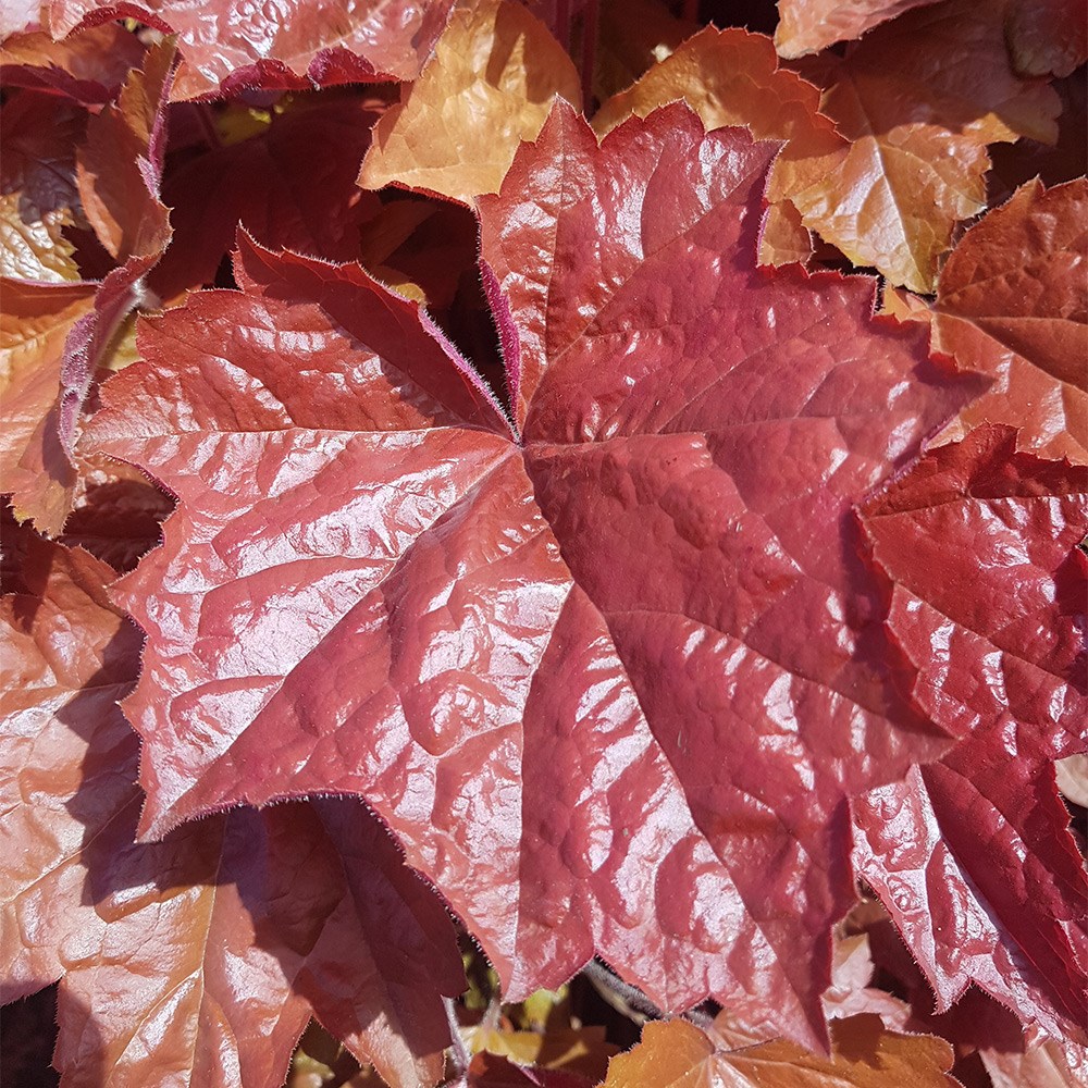 <I>Heuchera</i> <b class=small-caps>Maple Syrup</b> ('Ms2020') (PBR)