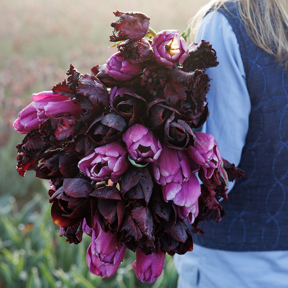 Black Forest tulip collection