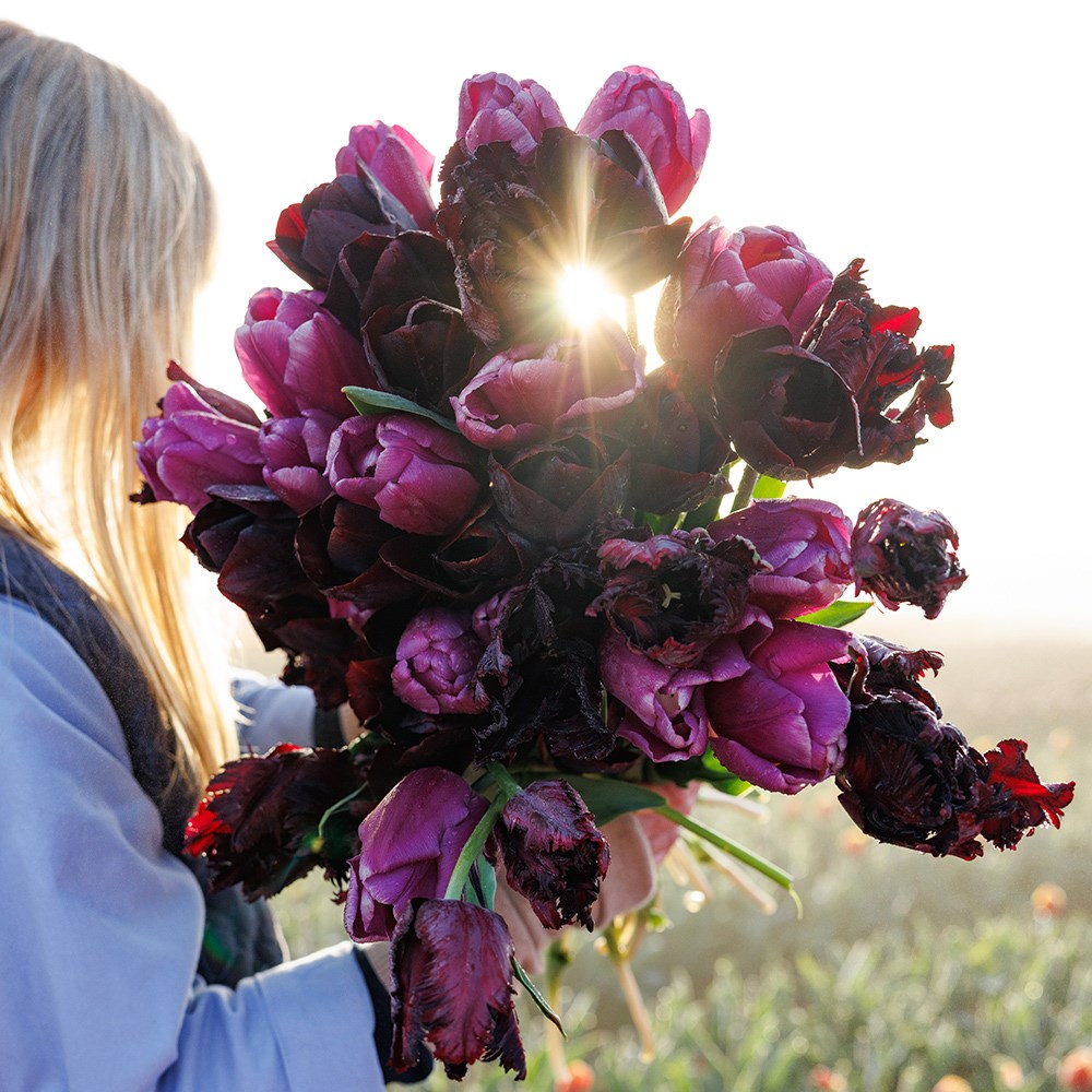 Black Forest tulip collection