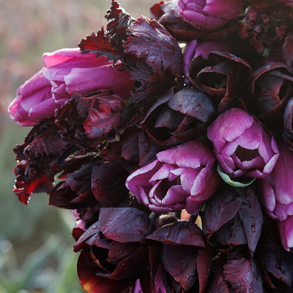 Black Forest tulip collection