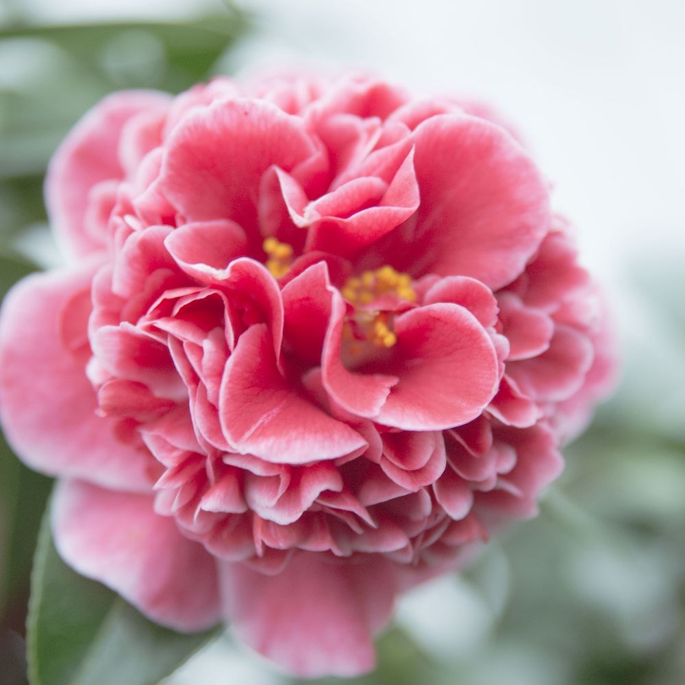 <i>Camellia japonica</i> 'Volunteer' (PBR)