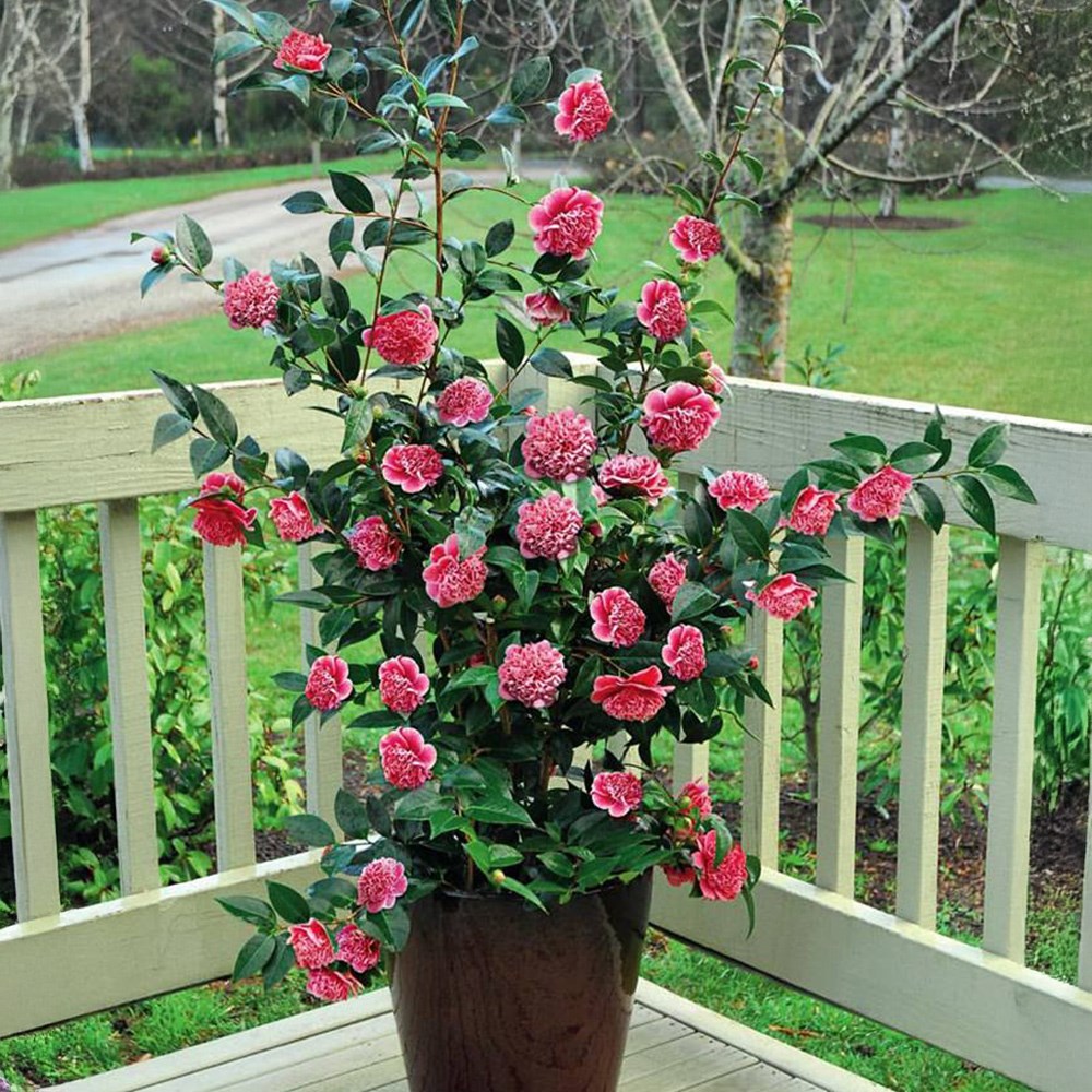 <i>Camellia japonica</i> 'Volunteer' (PBR)