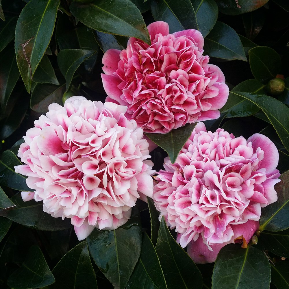 <i>Camellia japonica</i> 'Volunteer' (PBR)