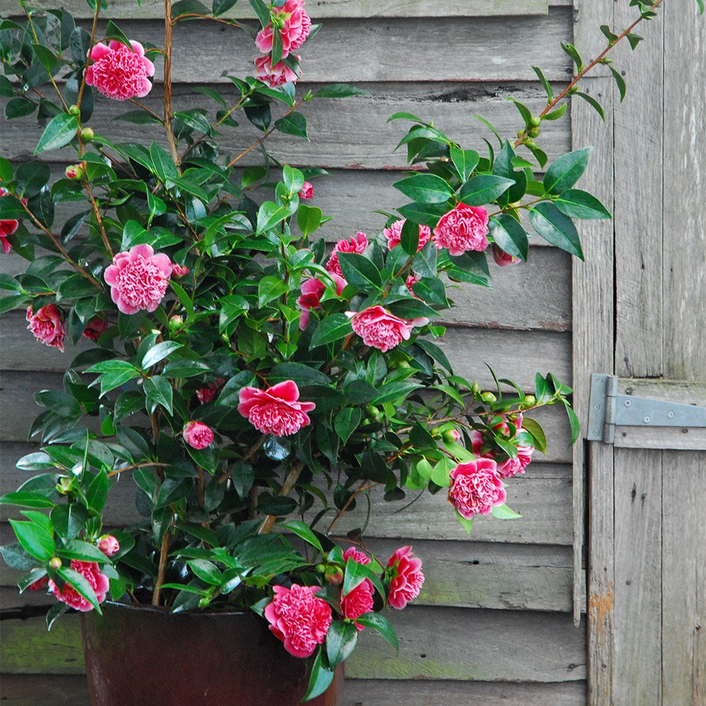 <i>Camellia japonica</i> 'Volunteer' (PBR)