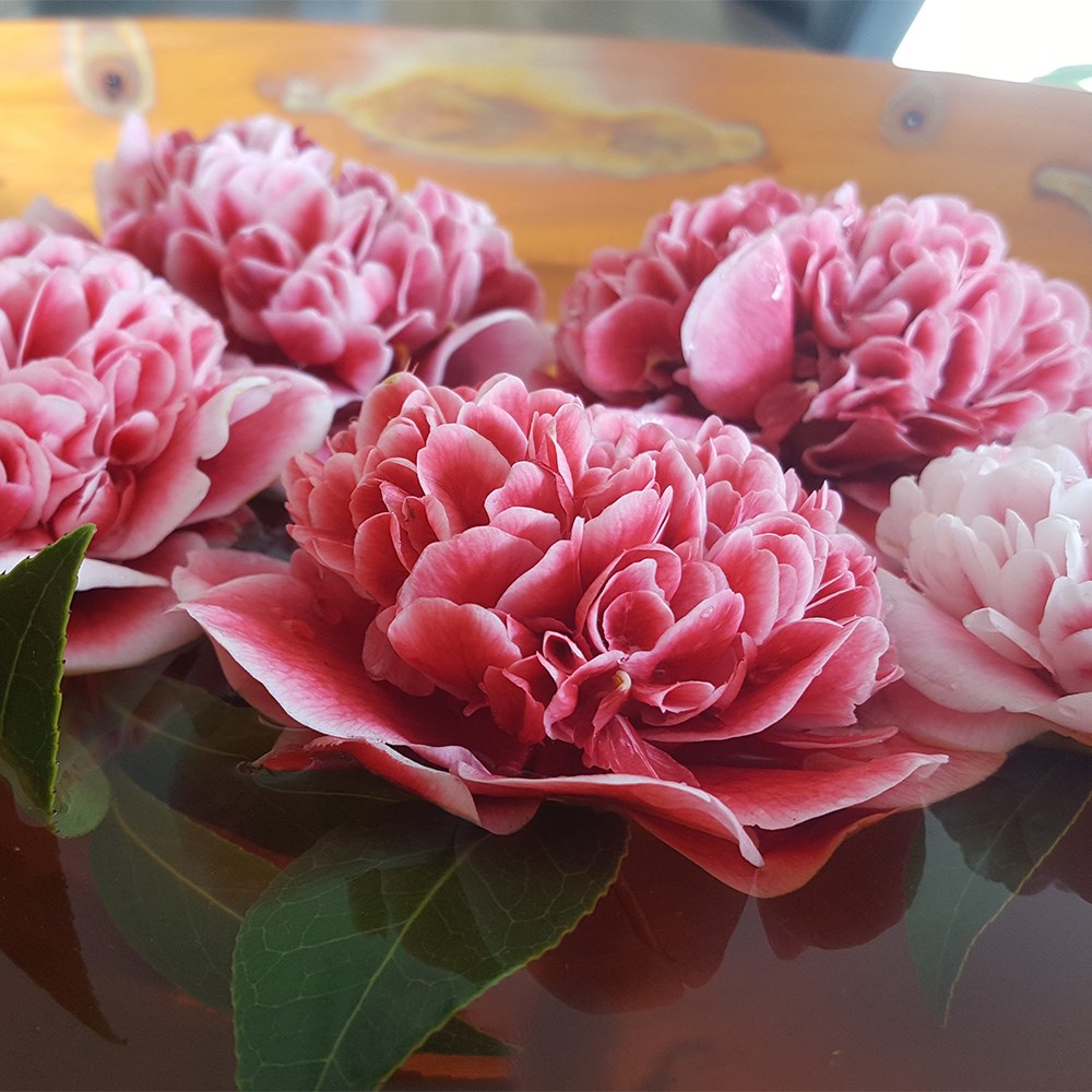 <i>Camellia japonica</i> 'Volunteer' (PBR)