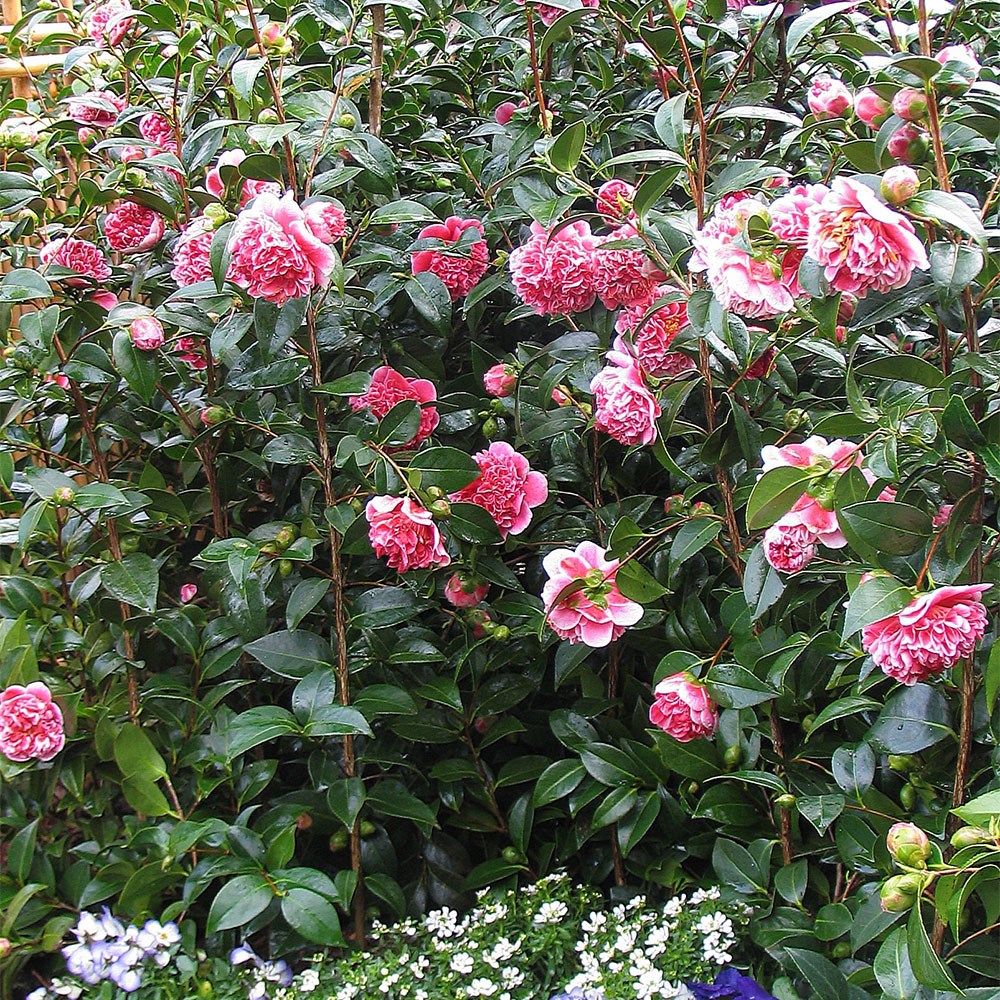 <i>Camellia japonica</i> 'Volunteer' (PBR)