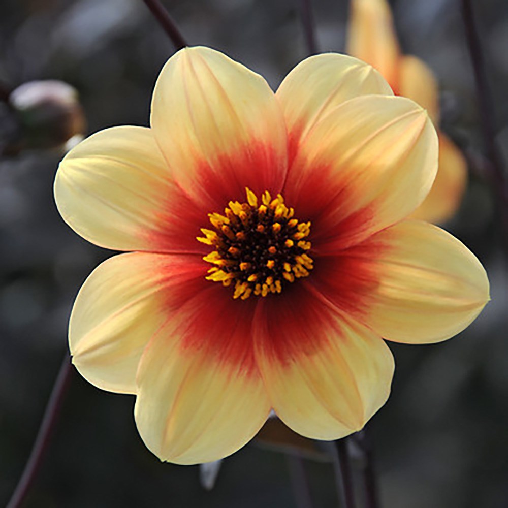 <i>Dahlia</i> 'Moonfire'