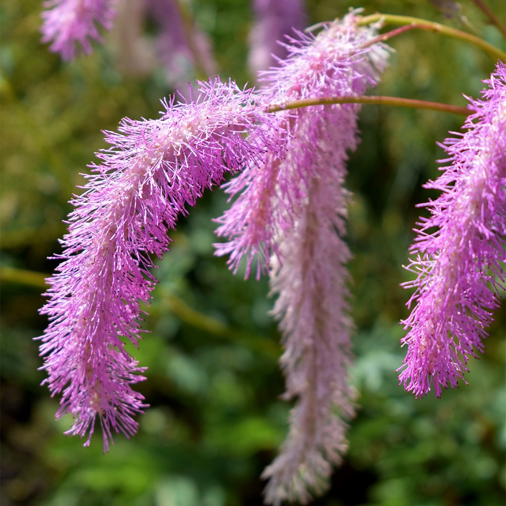 <i>Sanguisorba hakusanensis</i> 'Lilac Squirrel'
