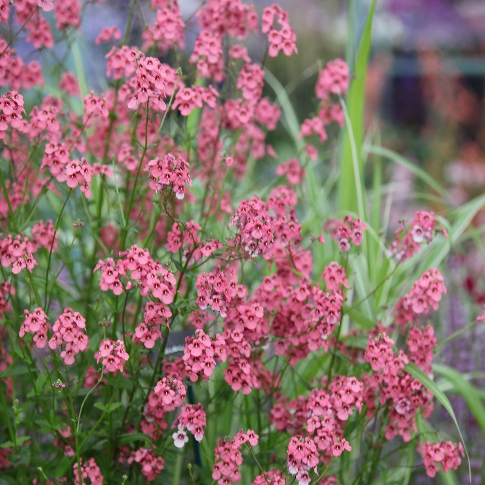 <i>Diascia personata</i> 'Hopleys'