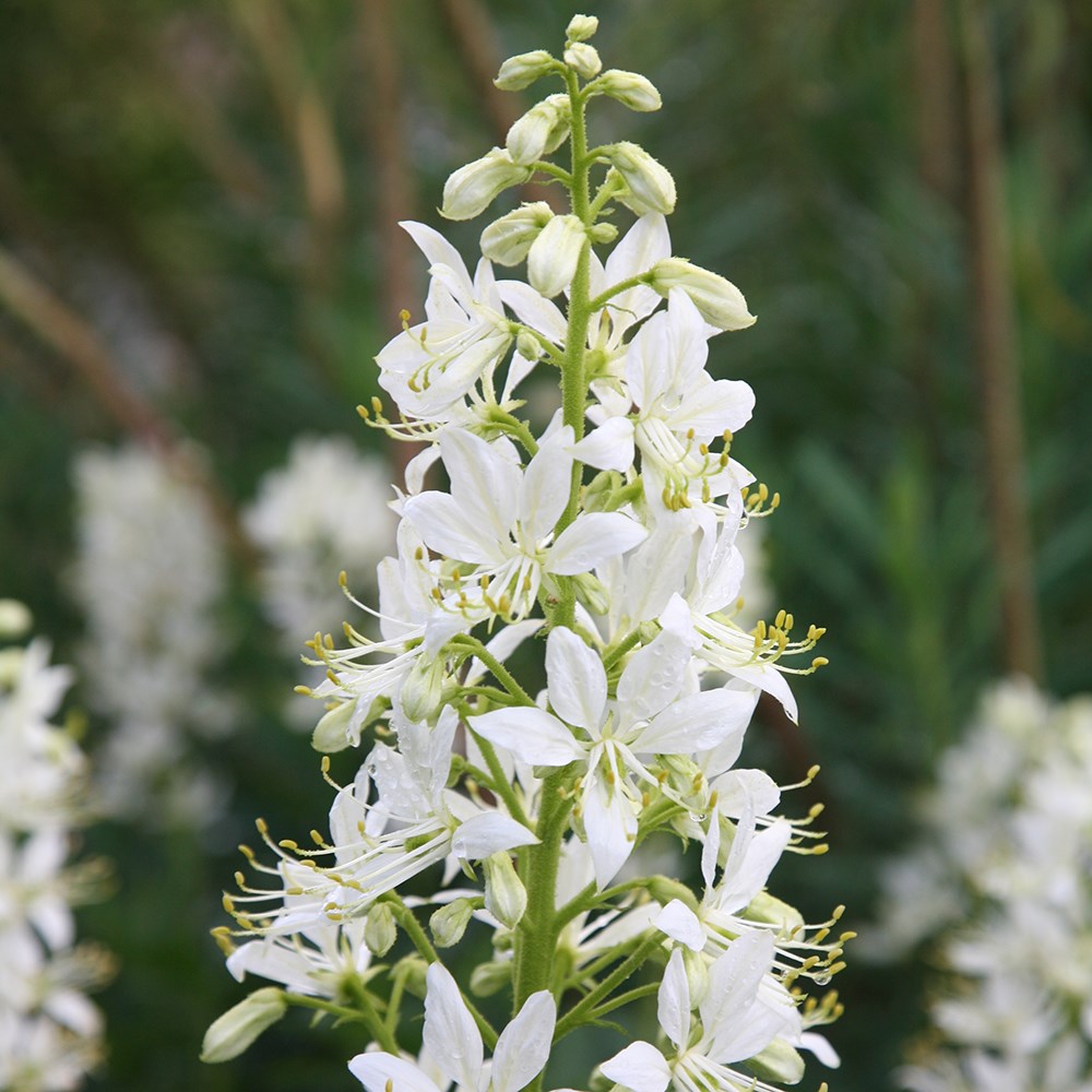 <i>Dictamnus albus </i> var. <i>albus</i>