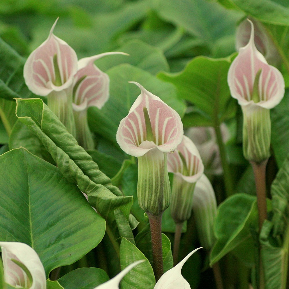 <i>Arisaema candidissimum</i> 