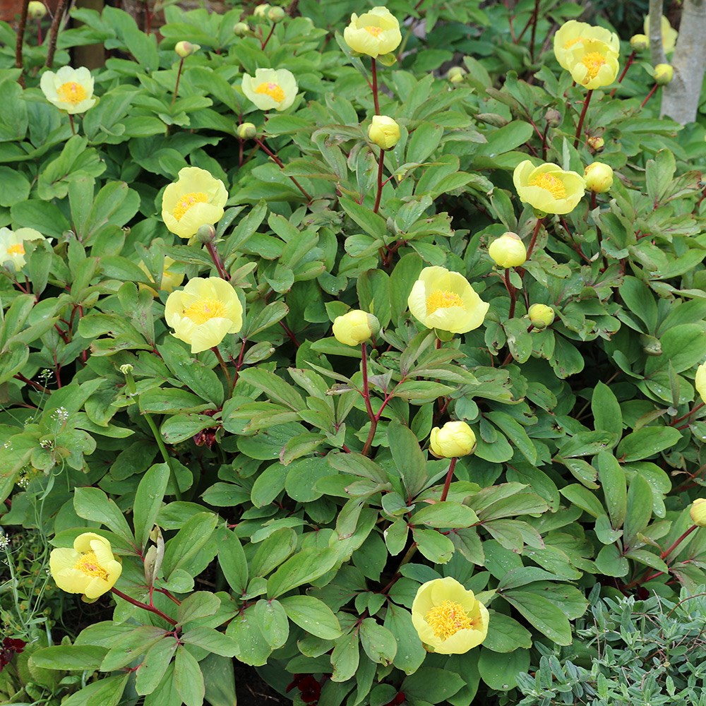 <i>Paeonia daurica</i> subsp. <i>mlokosewitschii</i>