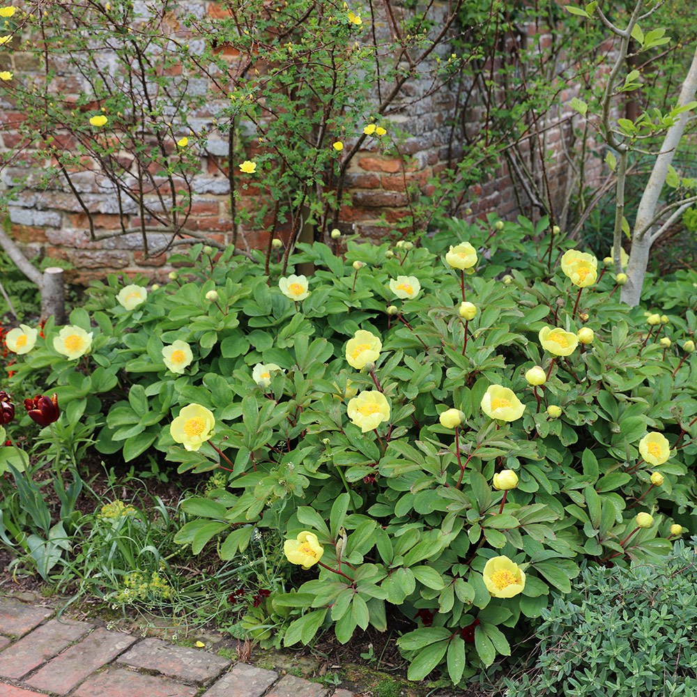 <i>Paeonia daurica</i> subsp. <i>mlokosewitschii</i>